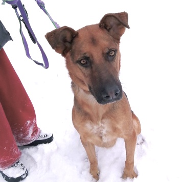 Собаки в добрые руки - Тимоша