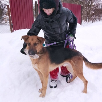 Собаки в добрые руки - Тимоша - 1