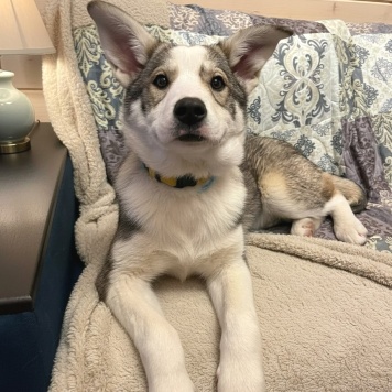 Собаки в добрые руки - Тильда - 1