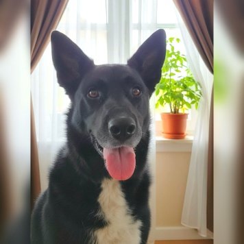 Собаки в добрые руки - Майор