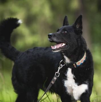 Собаки в добрые руки - Майор - 1