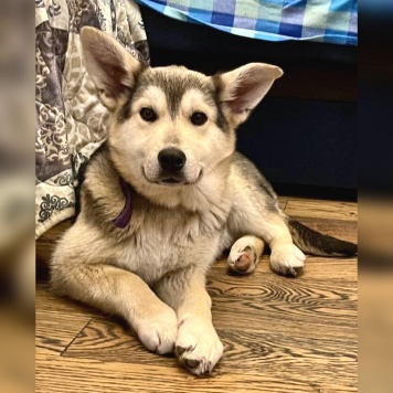 Собаки в добрые руки - Тайра