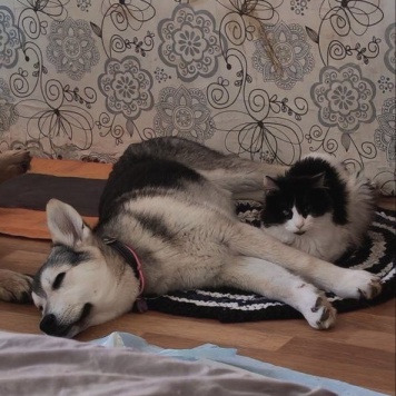 Собаки в добрые руки - Тайра - 1