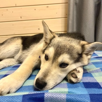 Собаки в добрые руки - Тайра - 2