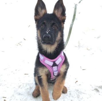 Собаки в добрые руки - Айрис