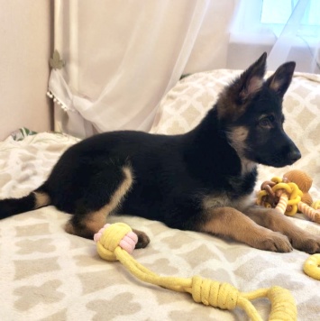 Собаки в добрые руки - Айрис - 1