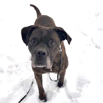 Собаки в добрые руки - Черника