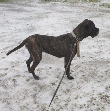 Собаки в добрые руки - Черника - 1