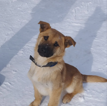 Джерри - Собаки в добрые руки