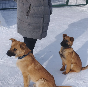 Собаки в добрые руки - Джерри - 1