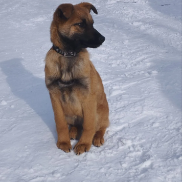 Собаки в добрые руки - Джерри - 2