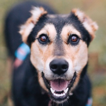 Собаки в добрые руки - Молли