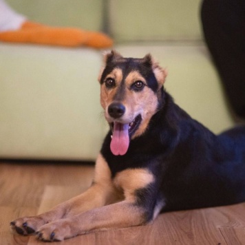 Собаки в добрые руки - Молли - 1