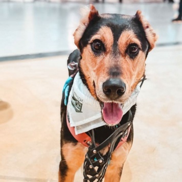 Собаки в добрые руки - Молли - 2