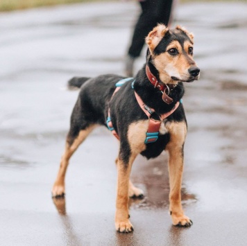 Собаки в добрые руки - Молли - 3