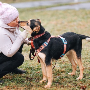 Собаки в добрые руки - Молли - 4