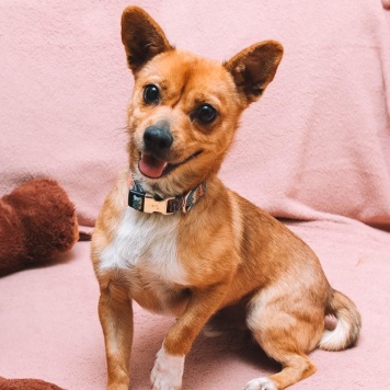 Собаки в добрые руки - Тимоша