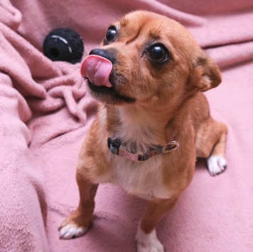 Собаки в добрые руки - Тимоша - 1