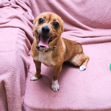 Собаки в добрые руки - Тимоша - 2