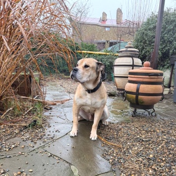 Собаки в добрые руки - Яша - 1