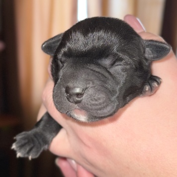 Собаки в добрые руки - Щенки