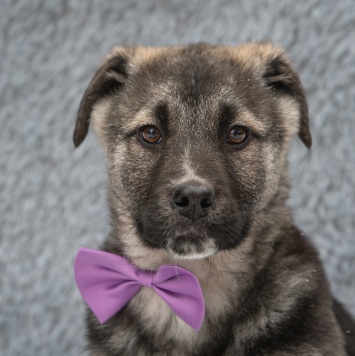 Собаки в добрые руки - Маркус