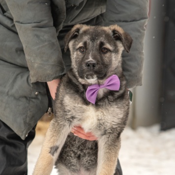Собаки в добрые руки - Маркус - 1