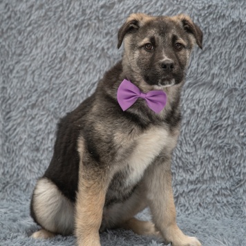 Собаки в добрые руки - Маркус - 2