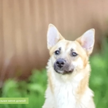 Собаки в добрые руки - Алиса