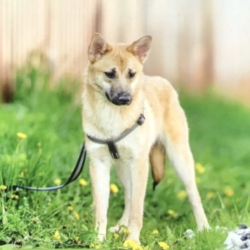 Собаки в добрые руки - Алиса - 1