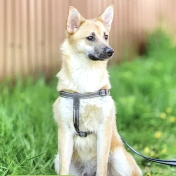 Собаки в добрые руки - Алиса - 2