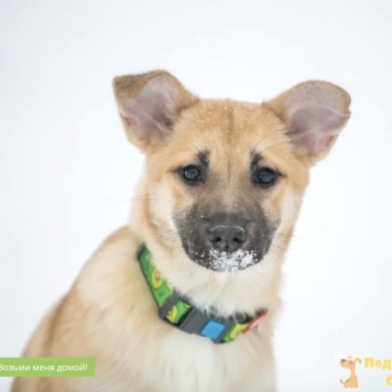 Собаки в добрые руки - Алиса - 3