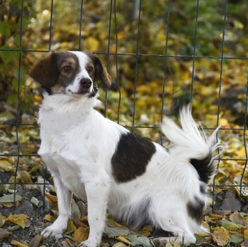 Собаки в добрые руки - Бетти - 2