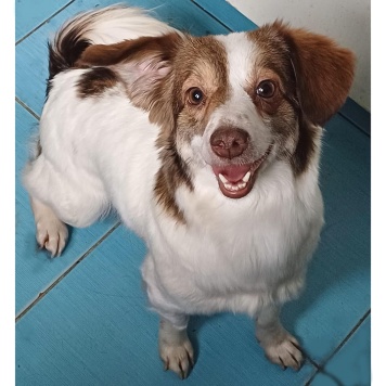 Собаки в добрые руки - Бетти