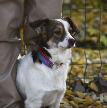 Собаки в добрые руки - Бетти - 3