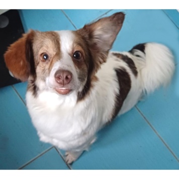 Собаки в добрые руки - Бетти - 1