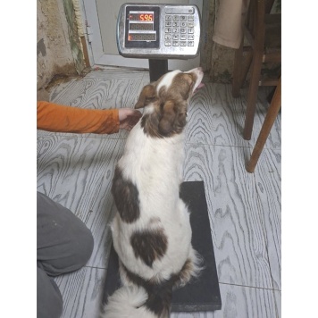 Собаки в добрые руки - Бетти - 4