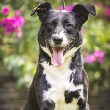 Собаки в добрые руки - Ромео