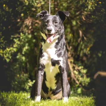 Собаки в добрые руки - Ромео - 1