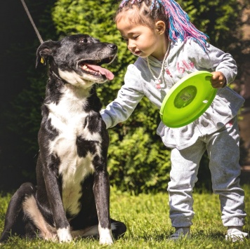 Собаки в добрые руки - Ромео - 2
