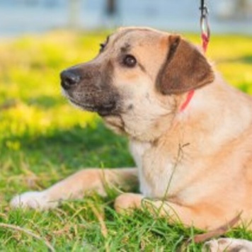 Собаки в добрые руки - Родя - 1