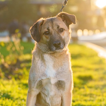 Собаки в добрые руки - Родя - 2