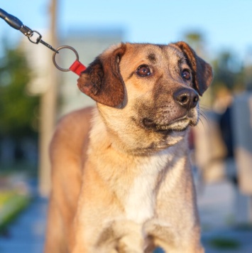 Собаки в добрые руки - Родя - 3