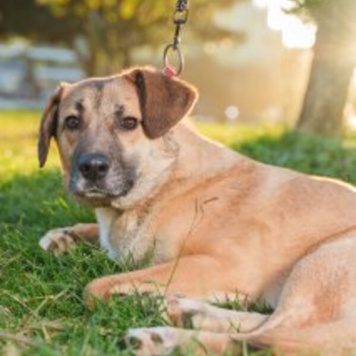 Собаки в добрые руки - Родя - 4