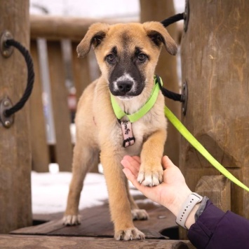 Тишка - Собаки в добрые руки