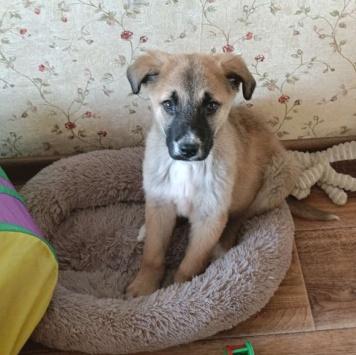 Собаки в добрые руки - Тишка - 1