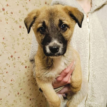 Собаки в добрые руки - Тишка - 2