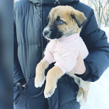 Собаки в добрые руки - Тишка - 3