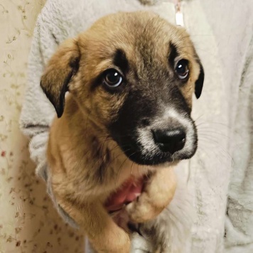 Собаки в добрые руки - Тишка - 4