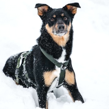 Собаки в добрые руки - Деймонд